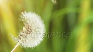 Macro Shot of Dandelion being blown in super slow motion. (1000 fps)