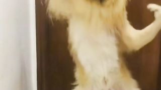 Dancing dog .???