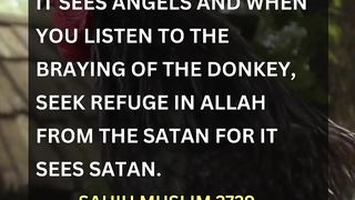 Hadith | What to Do When Listen Cock's Crow or Bray of Donkey #viral #shortsvideo