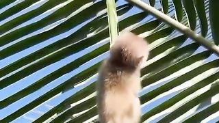 Monkey cub gets trapped in a tree and almost falls