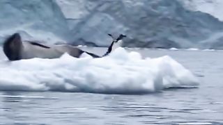 Sorry, I made a mistake with an ice floe