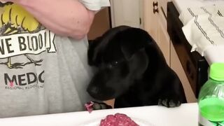 Dogs Doing Funny Things Tik Tok