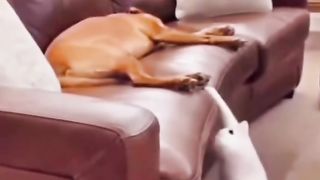 Dog and Cat