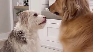 My dog did karate in the garage! #dog #goldenretriever