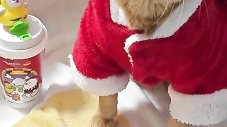 Merry Christmas and happy new year