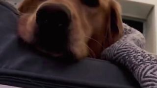 Teddy is not getting along with his stepbrother! #dog #goldenretriever