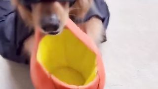 My dog almost completed the greatest Halloween heist!