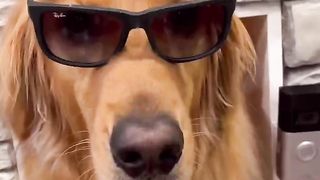 My dog was on MTV cribs! #dog #goldenretriever
