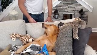 My dog ruined my walls with his picture!