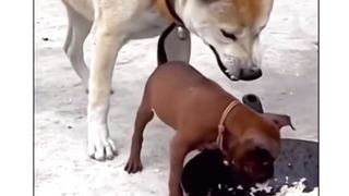 funny videos of Pja