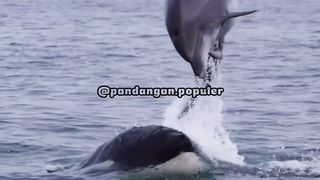 Keganasan Paus Orca????????