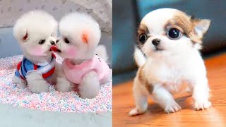 Funny animals 2020 - Cute dogs doing funny things #1 | Funny dogs