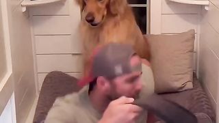 My dog made my hair fall out! #dog  #goldenretriever