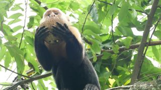 monkey