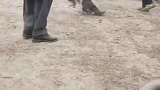 Murgoon ki larhai