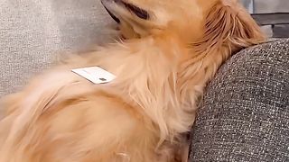 My dog ordered 1000 pizzas!