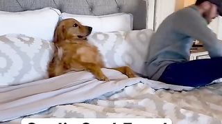 My dog committed fraud!