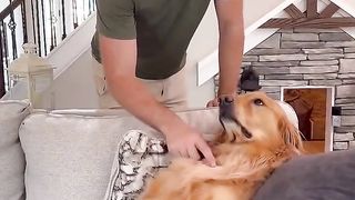 My dog maxed out my credit card! #dog #goldenretriever