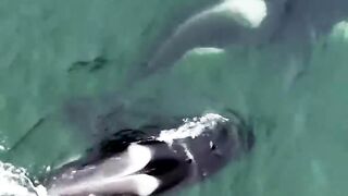 Orca Life Beyond Captivity ????. #FrozenPlanet2