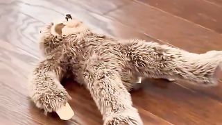 My dog destroyed my expensive vacuum! #dog #goldenretriever