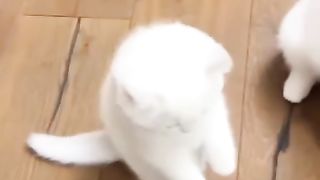 Funny actions 193