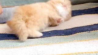 Funny actions 194
