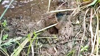 It turns out that snake holes are not eels