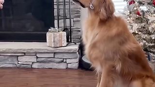 I’m embarrassed I do these things with my dog!