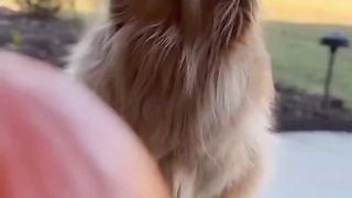 The meanest dog in the world!