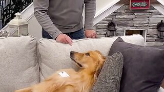 My dog might go to jail!