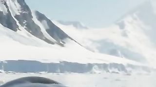 Orca's step-by-step guide to hunting ???? #FrozenPlanet2