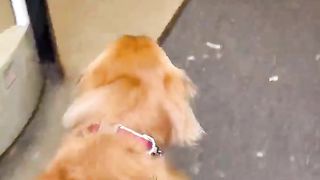 Buying my DOG anything his nose touches! #dogs #goldenretriever