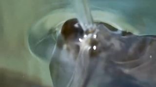Planet Earth is BACK ???? ｜ BBC Earth
