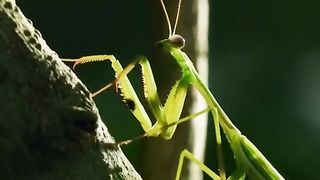 This mating mantis is headless ????