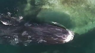 Everyone Needs A Spa Day, Even Whales ????‍♀️ #FrozenPlanet2