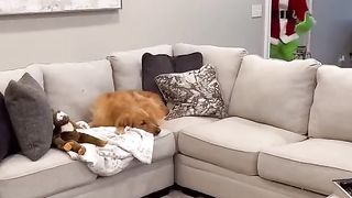 My dog doesn't like the Grinch.. #dog  #goldenretriever