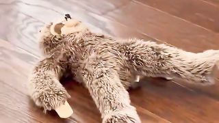 I can’t believe my dog destroyed this!