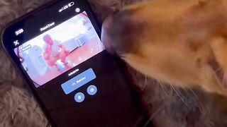 I caught my dog being bad!