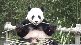 Бамбук Bamboo Интересные факты.