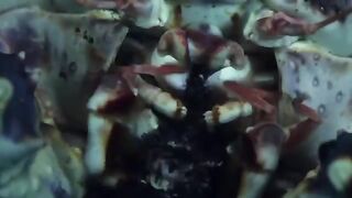 Вкусный и опасный камчатский краб.