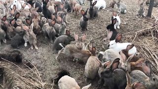 Разведение кроликов в яме, но не в яме. Breeding rabbits in the pit, but not in the pit . Украина.