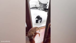 Funny Cats 2023 First Time Seeing Snow Hilarity Ensues!.