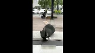 Приколы с котами! Самая смешная ОЗВУЧКА животных! Смешные коты!.