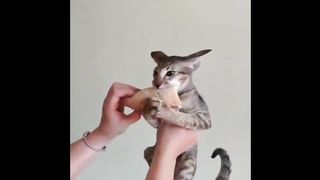 Я РЖАЛ ДО СЛЕЗ СМЕШНЫЕ ЖИВОТНЫЕ КОТЫ СОБАКИ И ПРОЧИЕ приколы с животными.