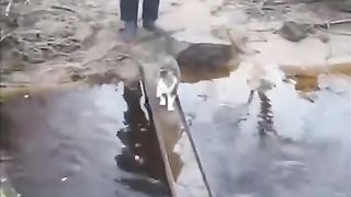 Русские коты )))