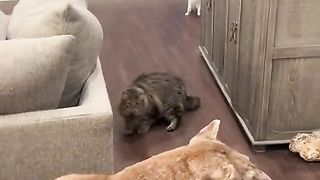 Prank for cats