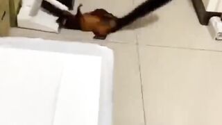 what about intelligence of this squirrel