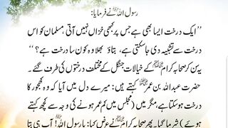 which is the muslim tree