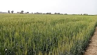 Agriculture weat