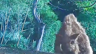 Video28